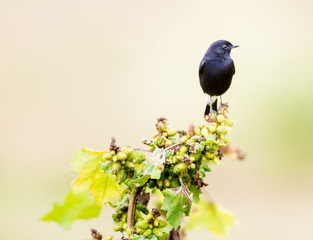 The pied bush chat is a small passerine bird found ranging from West Asia and Central Asia to the...