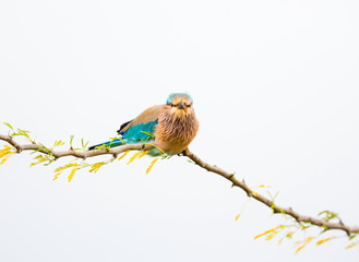 The Indian roller , is a member of the roller family of birds. They are found widely across tropical Asia and are best known for the aerobatic displays of the male during the breeding season. 