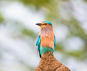 The Indian roller , is a member of the roller family of birds. They are found widely across tropical Asia and are best known for the aerobatic displays of the male during the breeding season. 
