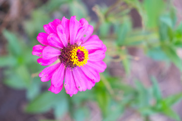 Obraz premium Pink Zinnia Tree , Pink Zinnia closeup , Focus top carpel