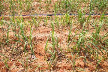 sugar cane plantation