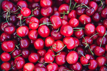 Organic Cherries in california. Organic california grown cherries in the summertime. Shot during the day in Malibu, California - this image celebrates sustainable farming and healthy eating of fruits.