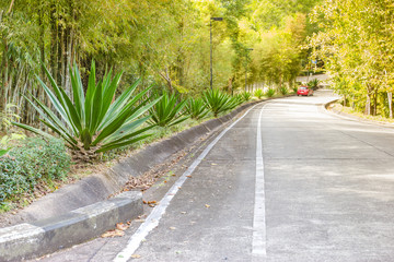 Agave angustifolia / Marginata / Caribbean agave cactus are near