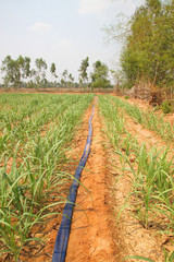 Fototapeta na wymiar sugar cane plantation