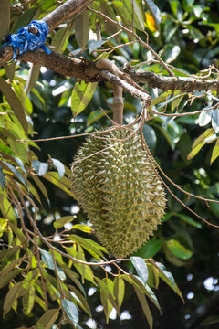 Fresh durian on durian tree