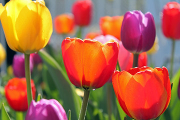 Naklejki  Colorful Spring Tulips