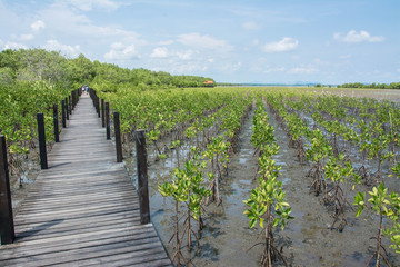Fototapeta na wymiar Wood bridge in mangrove the way study nature at thung prong thong ,Rayong , Thailand