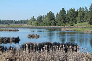 Wetland Scene with Pine Trees and Cattails Bordering a Pond