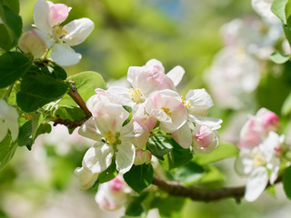 Obraz premium beautiful flowering apple trees.