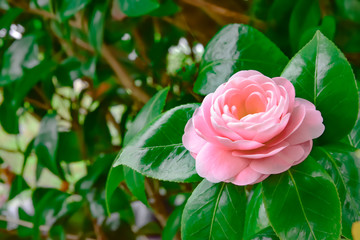 Camellia japonica