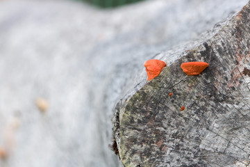Red Mushrooms on Dead Tree Trunk