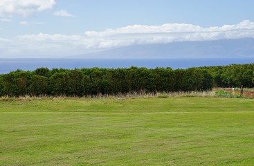 A coffee plantation overlooking the ocean in Maui, Hawaii