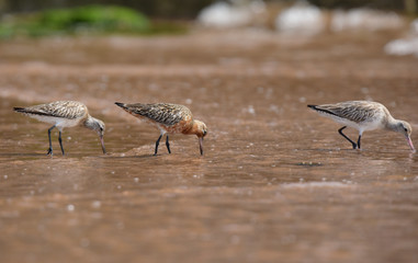 Bar-tailed Godwit, Limosa lapponica