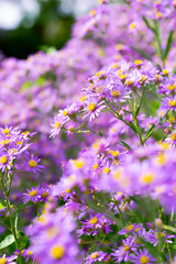 Perennial aster
