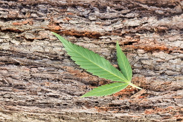Cannabis (marijuana) - Better Health Channel, Detail of Cannabis