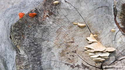 White and Red Mushrooms on Dead Tree Trunk