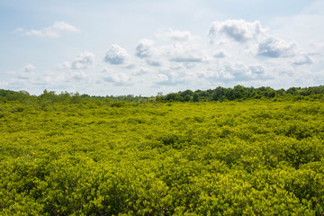  Golden Meadow Prong or Thung Prong Thong (Thai language) at Rayong, Thailand (soft focus)