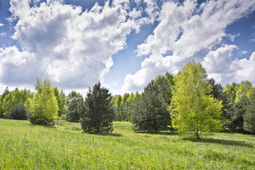 Piękny widok z brzozami i białymi chmurami na błękitnym niebie.
Soczysta zieleń drzew pomiędzy polami wczesną wiosną w pogodny dzień. - obrazy, fototapety, plakaty