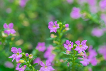 Small Pink Flowers in Rain