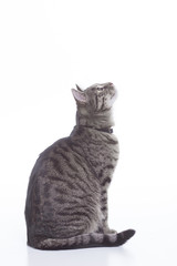 Fototapeta premium Cat profile.