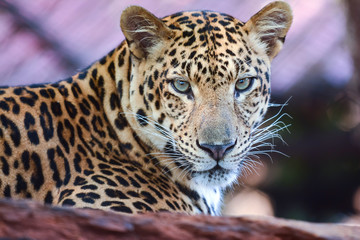 Leopard © nattanan726