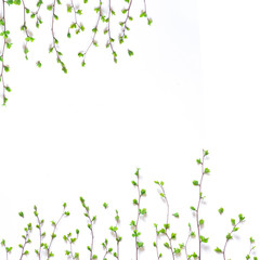 Obraz na płótnie Canvas tree green spring buds fresh sprouts