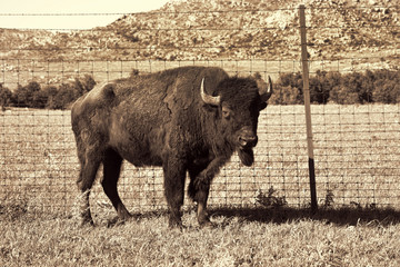 Buffalo of Oklahoma.