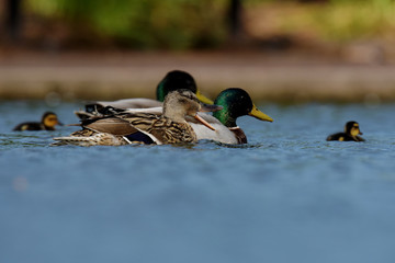 Mallard, Duck - with nestlings.