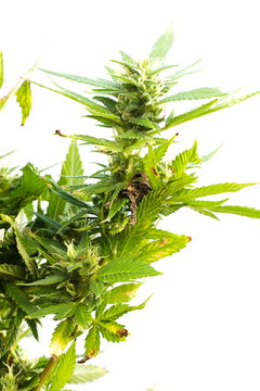 Cannabis (marijuana) - Better Health Channel, Detail of Cannabis