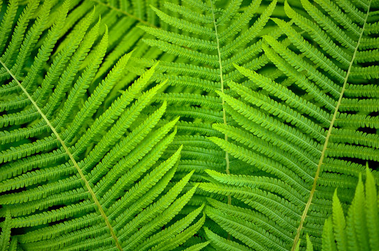 background of green fern leaves