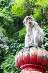 A monkey lives in a natural forest of Thailand.