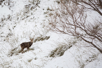 Deer in snow