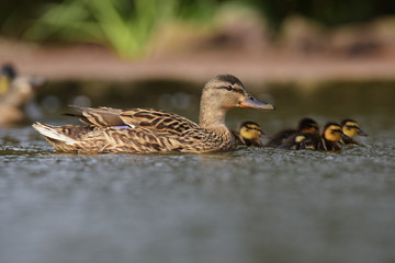 Mallard, Duck - with nestlings.