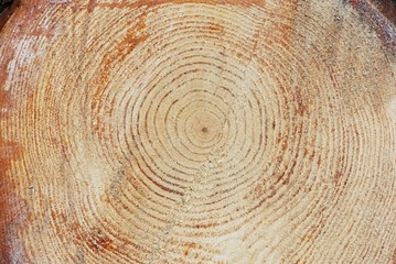 Fototapeta premium rough cross section of log