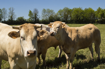 Vaches et taureaux - Ain.