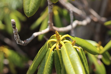 ハクサンシャクナゲの新芽