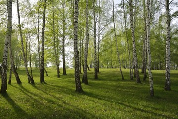 Naklejka premium Birch forest