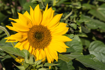 isolated sunflower in bloom