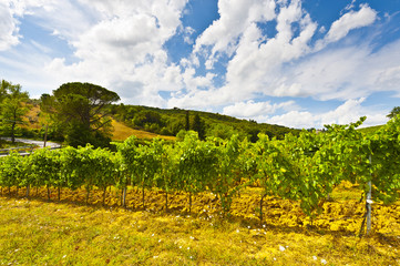 Fototapeta premium Vineyard in the Autumn