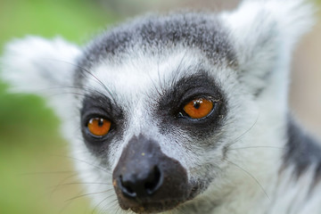 Lemur