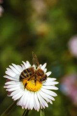 Bee on a flower collecting pollen and nectar