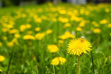 Yellow dandelion flowers with leaves in green grass
