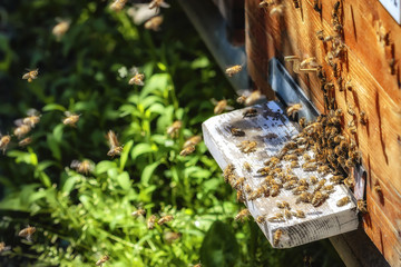 Hives in an apiary with bees flying to the landing boards in a g