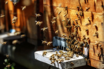 Hives in an apiary with bees flying to the landing boards in a g