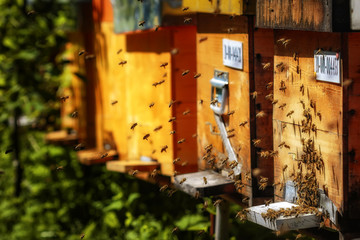 Hives in an apiary with bees flying to the landing boards in a g