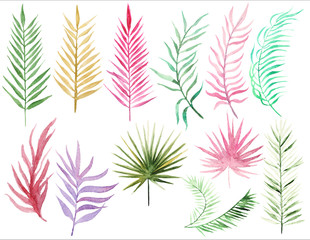 Collection Palm leaves