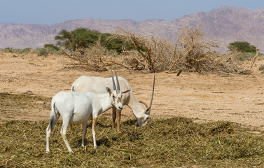 Antelope, the Arabian oryx (Oryx leucoryx) in National nature reserve, 35 km north of Eilat, Israel