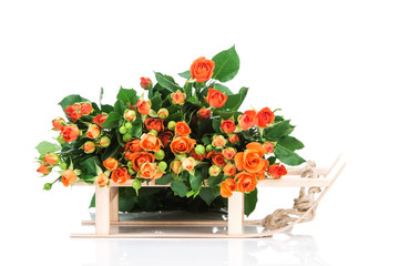 Obraz premium Roses isolated on white background