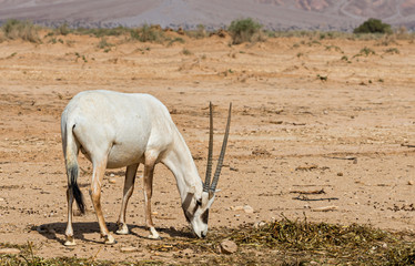 Antelope, the Arabian oryx (Oryx leucoryx) in National nature reserve, 35 km north of Eilat, Israel