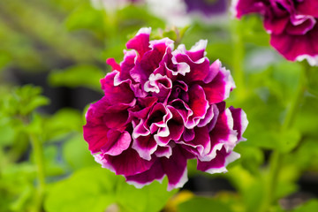 Beautiful Petunia  flower close-up on a background of green foliage